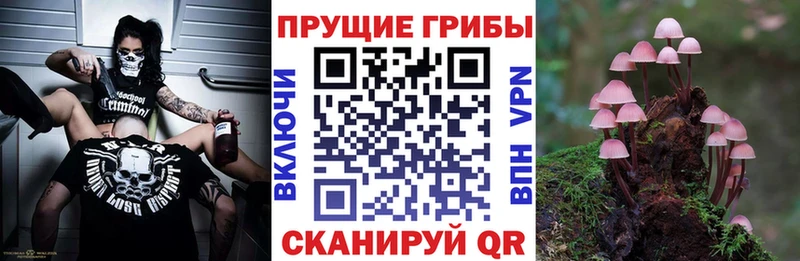 Галлюциногенные грибы Psilocybine cubensis  Удачный 